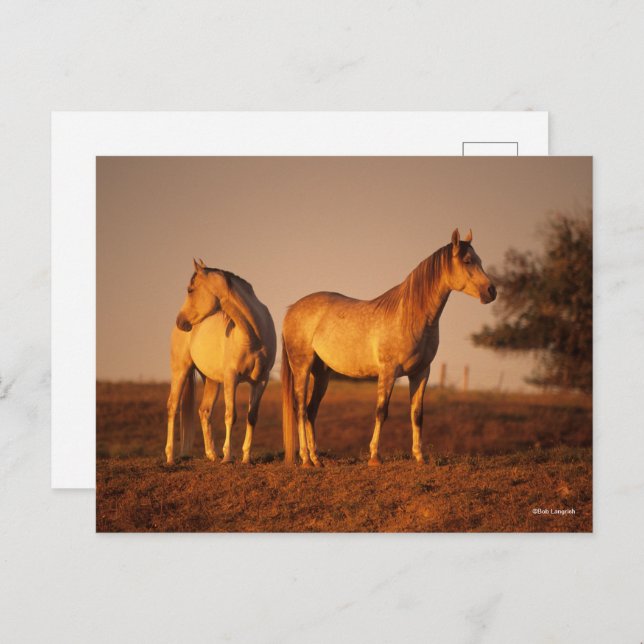 Bob Langrish | Two Grey Arabs Standing at Sunset Postcard (Front/Back)