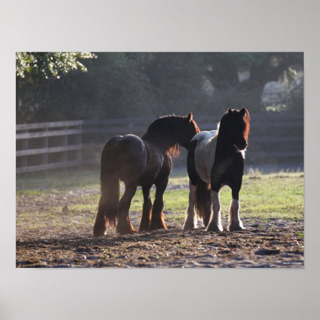 Bob Langrish | Two Gypsy Vanners In Field Backlit Poster (Front)