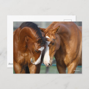 Bob Langrish   Two Horses Heads Together Postcard