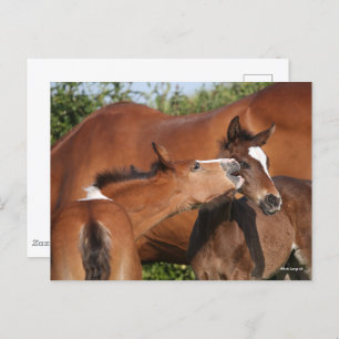 Bob Langrish Two Irish Sport Horse Foals Playing Postcard