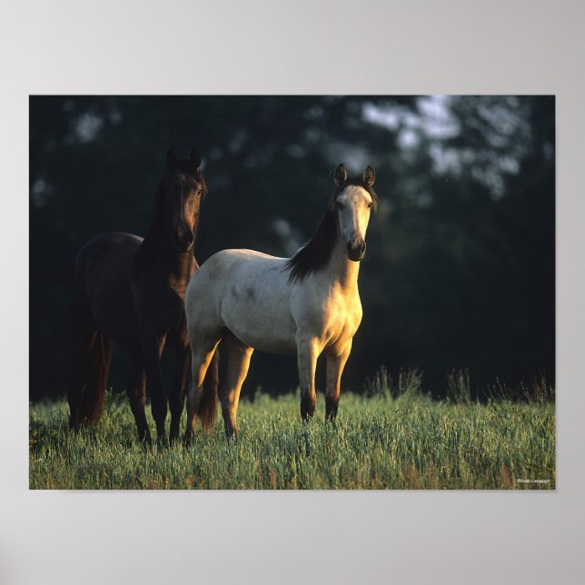 Bob Langrish | Two Kiger Mustangs Standing Poster (Front)