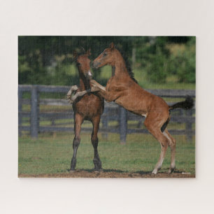 Bob Langrish Two Morgan Foals Playing Jigsaw Puzzle