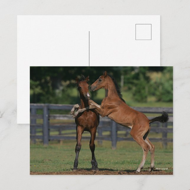 Bob Langrish | Two Morgan Foals Playing Postcard (Front/Back)