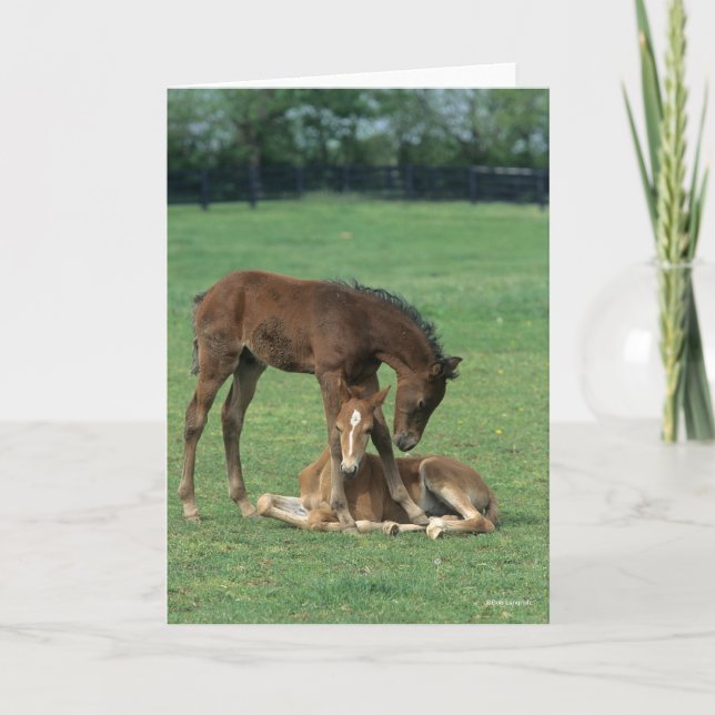 Bob Langrish | Two Morgan Horse Foals Playing Card (Front)