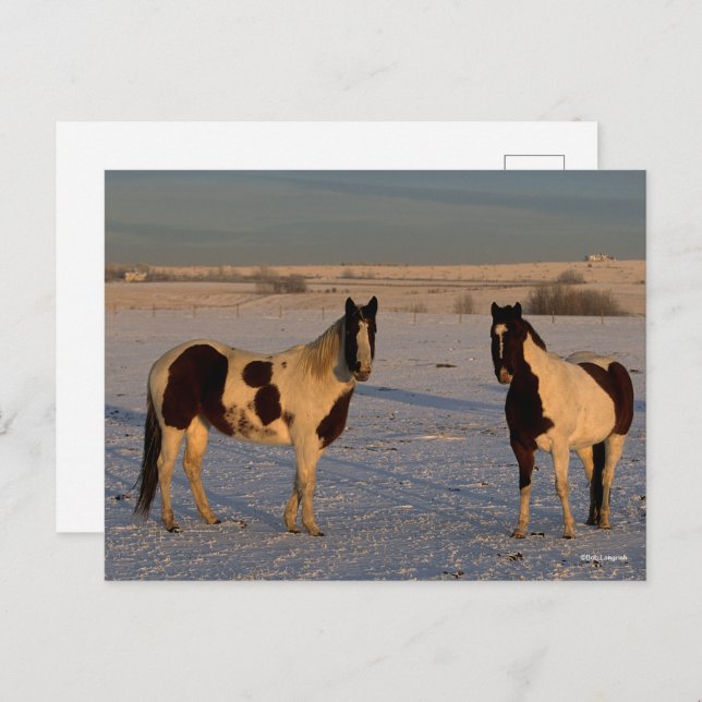 Bob Langrish | Two Paint Horses In The Snow Postcard (Front/Back)