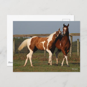 Bob Langrish   Two Paint Horses Playing Together Postcard