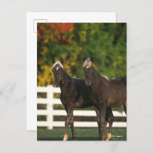 Bob Langrish   Two Rocky Mountain Foals Standing Postcard
