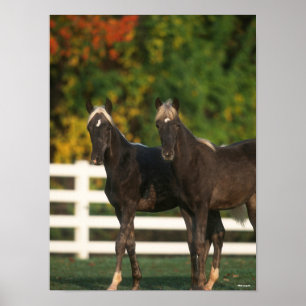 Bob Langrish   Two Rocky Mountain Foals Standing Poster