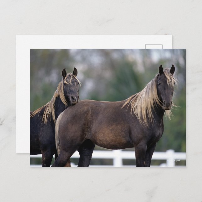 Bob Langrish | Two Rocky Mountain Horses Standing Postcard (Front/Back)