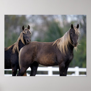 Bob Langrish   Two Rocky Mountain Horses Standing Poster