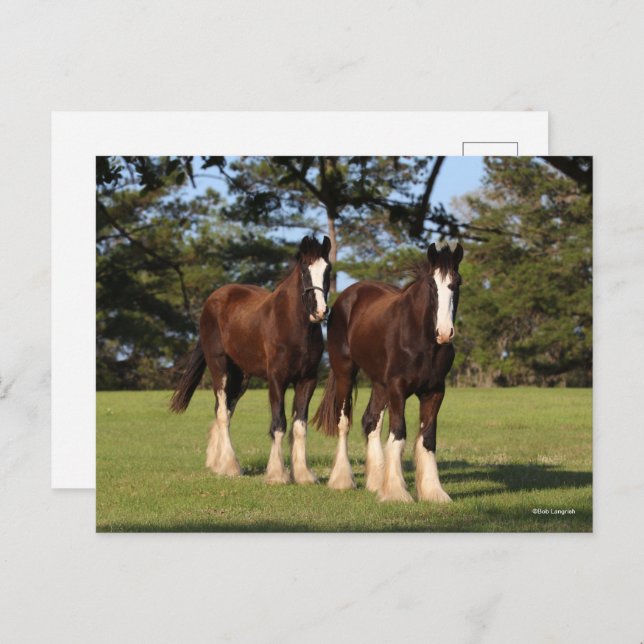 Bob Langrish | Two Shire Horse Youngsters Standing Postcard (Front/Back)