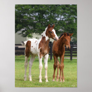 Bob Langrish Two Sport Horse Foals Standing Poster