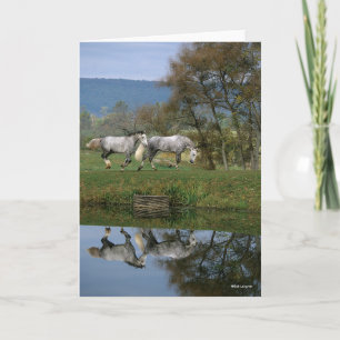 Bob Langrish   Two Together Warmbloods By Lake Card