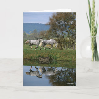 Bob Langrish | Two Together Warmbloods By Lake Card