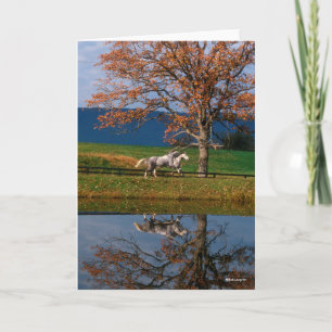 Bob Langrish   Two Together Warmbloods By Lake Card