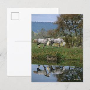 Bob Langrish   Two Together Warmbloods By Lake Postcard