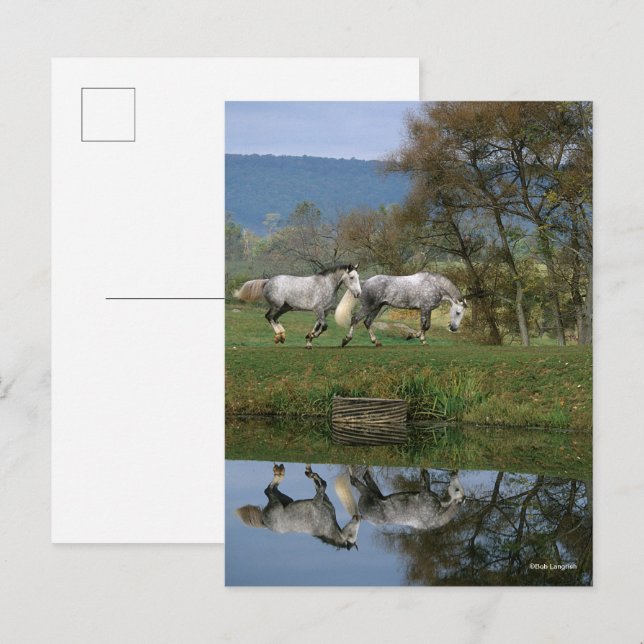 Bob Langrish | Two Together Warmbloods By Lake Postcard (Front/Back)