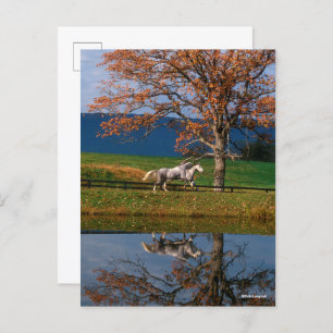 Bob Langrish   Two Together Warmbloods By Lake Postcard