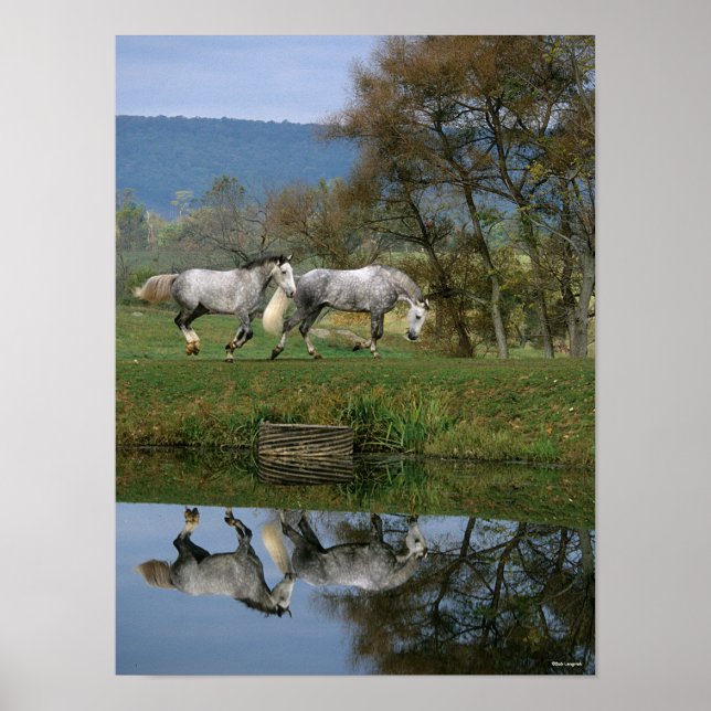 Bob Langrish | Two Together Warmbloods By Lake Poster (Front)