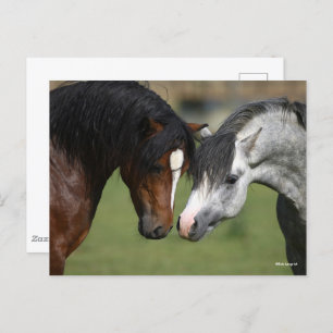 Bob Langrish   Two Welsh Ponies Meeting Postcard