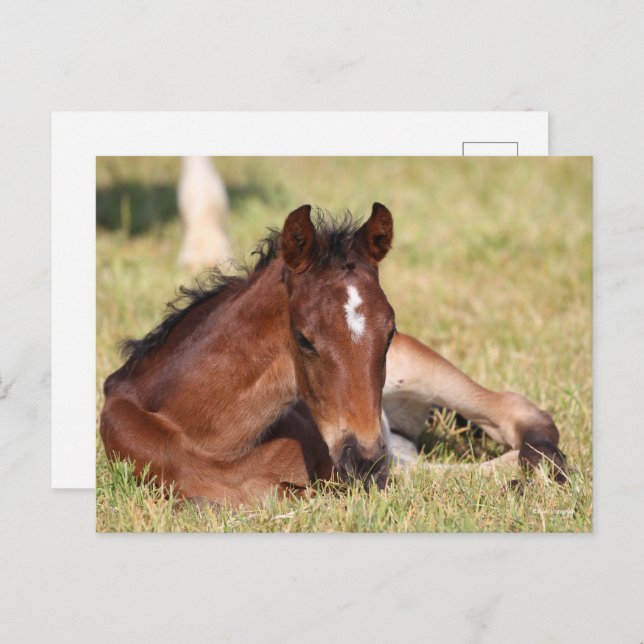 Bob Langrish | Warmblood Foal Lying Down In Grass Postcard (Front/Back)