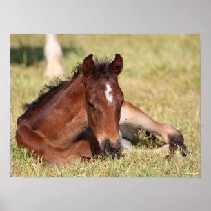 Bob Langrish Warmblood Foal Lying Down In Grass Poster