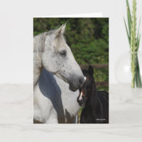 Bob Langrish | Warmblood Mare and Foal Headshot