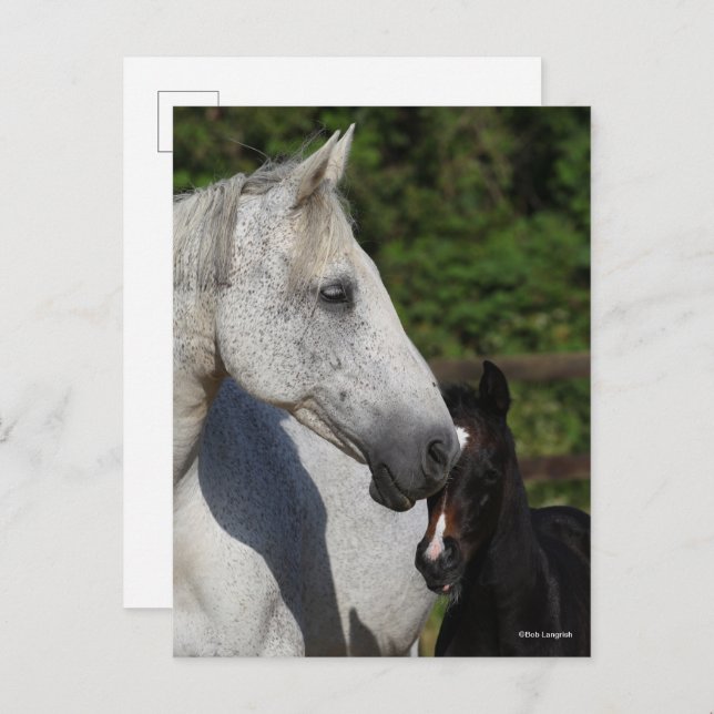 Bob Langrish | Warmblood Mare and Foal Headshot Postcard (Front/Back)