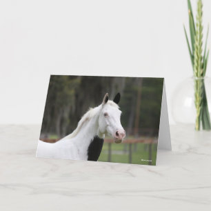 Bob Langrish Warmblood Pinto Horse Headshot Card