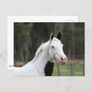 Bob Langrish Warmblood Pinto Horse Headshot Postcard
