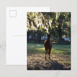 Bob Langrish Warmblood Standing Backlit Postcard