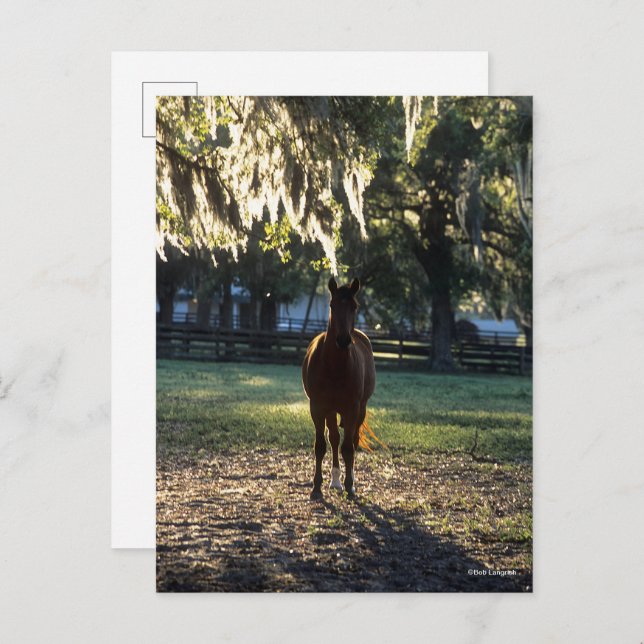 Bob Langrish | Warmblood Standing Backlit Postcard (Front/Back)