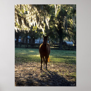 Bob Langrish Warmblood Standing Backlit Poster