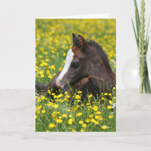 Bob Langrish   Welsh Pony Foal Lying In Grass Card