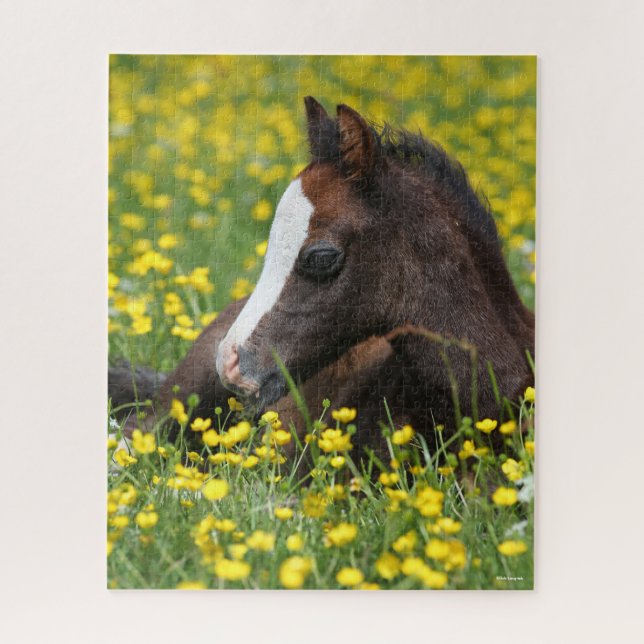 Bob Langrish | Welsh Pony Foal Lying In Grass Jigsaw Puzzle (Vertical)