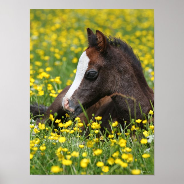 Bob Langrish | Welsh Pony Foal Lying In Grass Poster (Front)