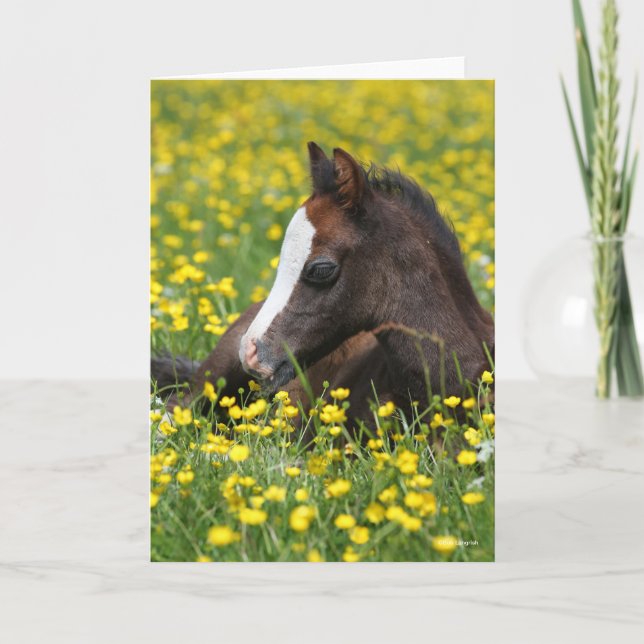 Bob Langrish | Welsh Pony Foal Resting In Flowers Card (Front)