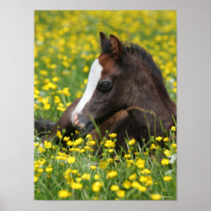 Bob Langrish   Welsh Pony Foal Resting In Flowers Poster
