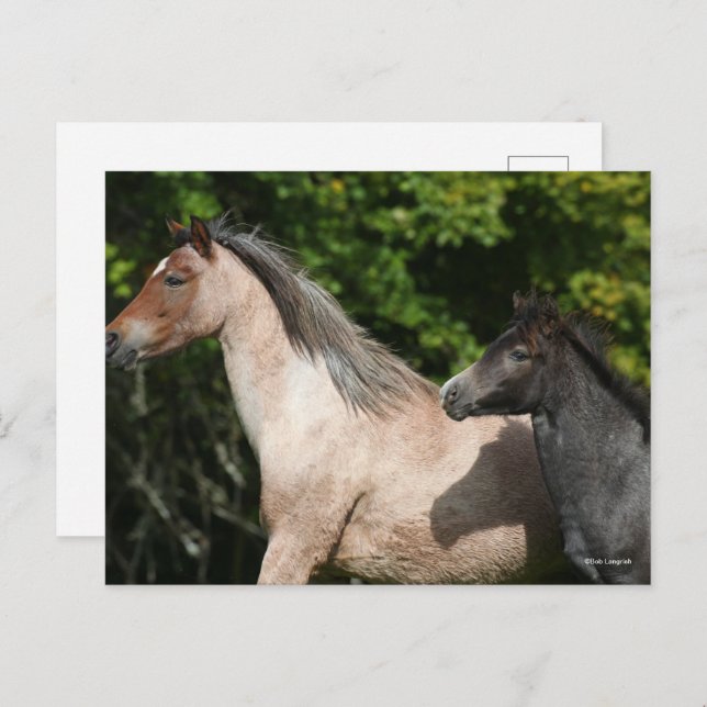 Bob Langrish | Welsh Pony Mare and Foal Headshot Postcard (Front/Back)