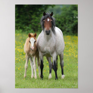 Bob Langrish   Welsh Pony Mare and Foal Standing Poster