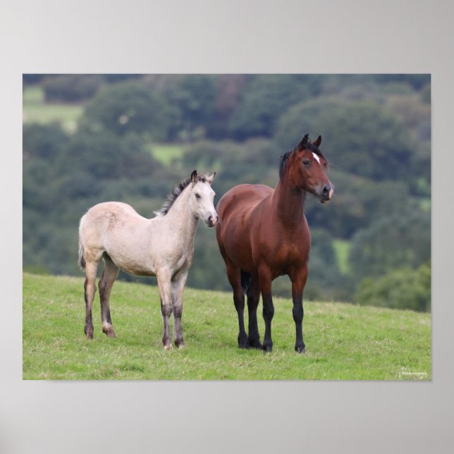 Bob Langrish | Welsh Pony Mare and Foal Standing Poster (Front)