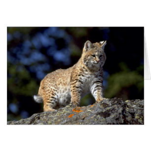 Bobcat