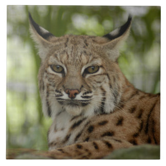Bobcat 2_11x11 tile