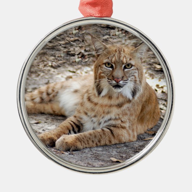 Bobcat Christmas Ornament (Front)