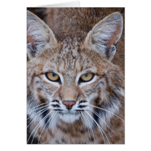 Bobcat Face