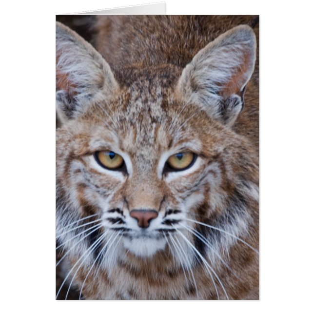 Bobcat Face (Front)