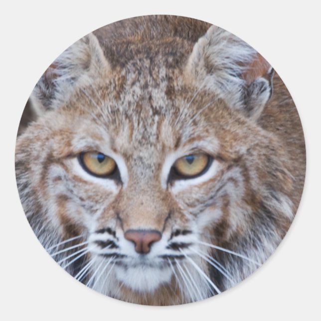 Bobcat Face Classic Round Sticker (Front)