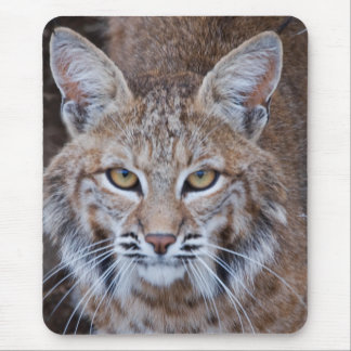 Bobcat Face Mouse Pad