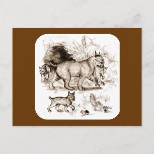 Bobcat Family Postcard