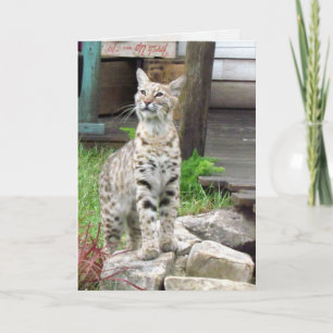 Bobcat Greeting Card